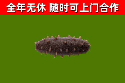 石渠回收海参干